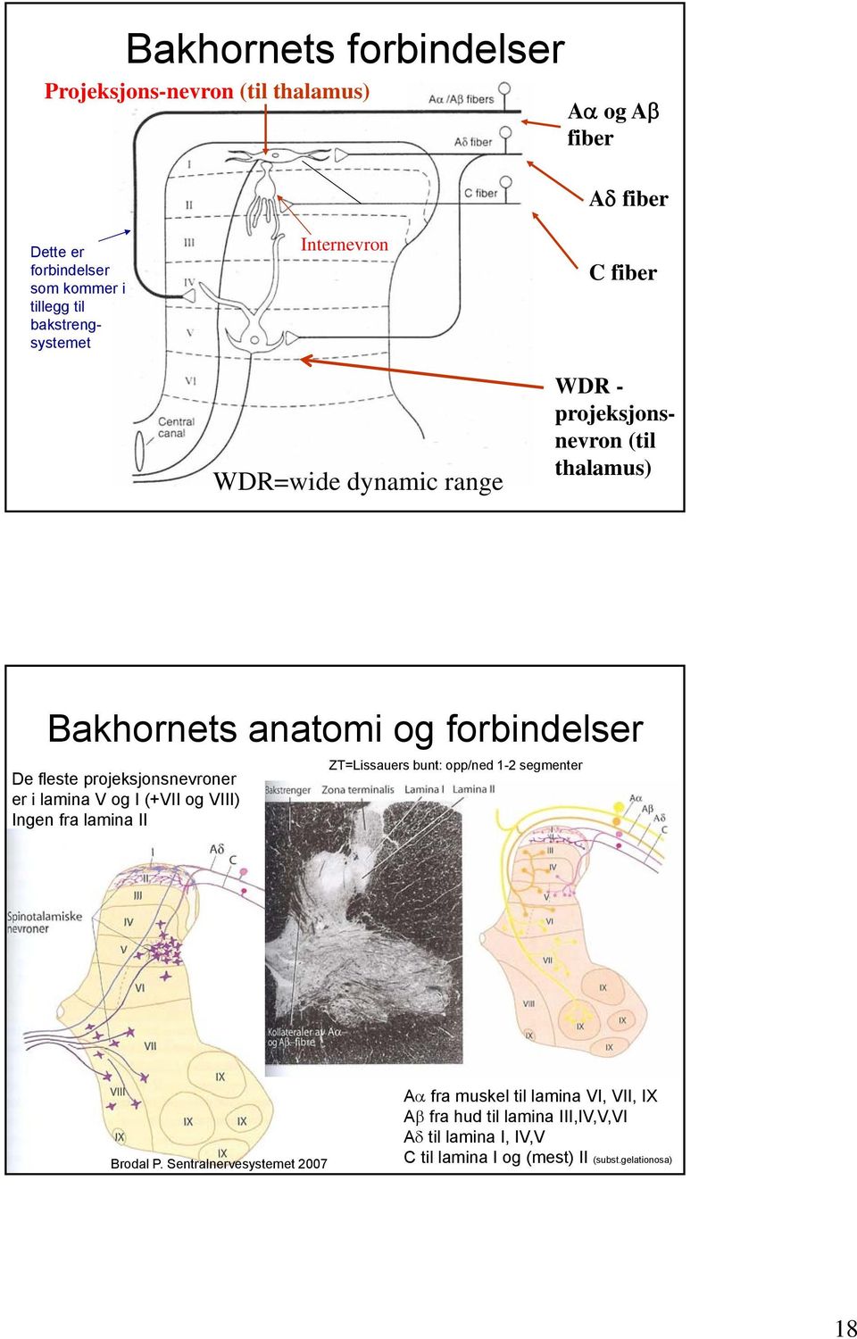 fleste projeksjonsnevroner er i lamina V og I (+VII og VIII) Ingen fra lamina II ZT=Lissauers bunt: opp/ned 1-2 segmenter Brodal P.