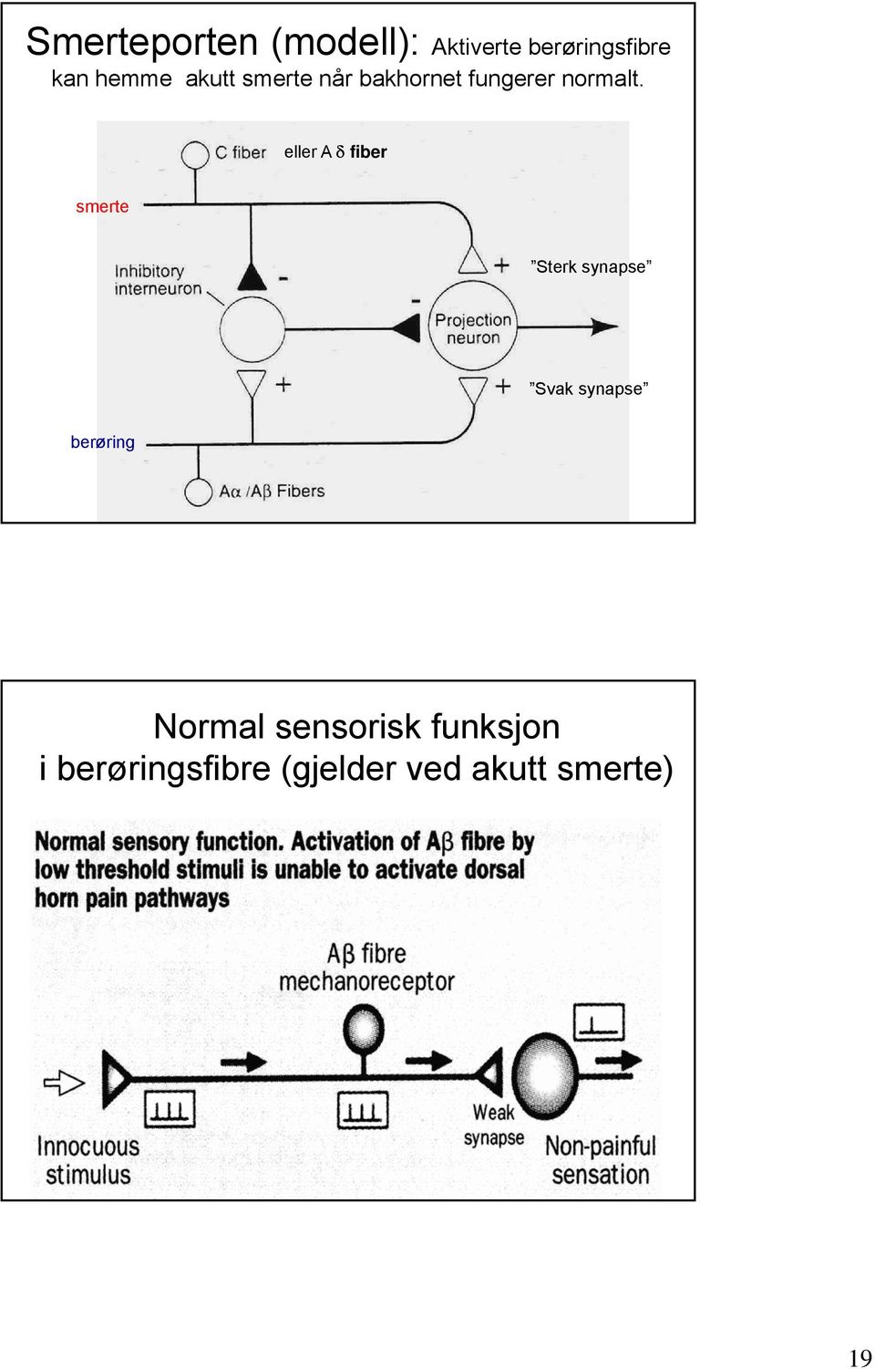 eller A fiber smerte Sterk synapse Svak synapse berøring