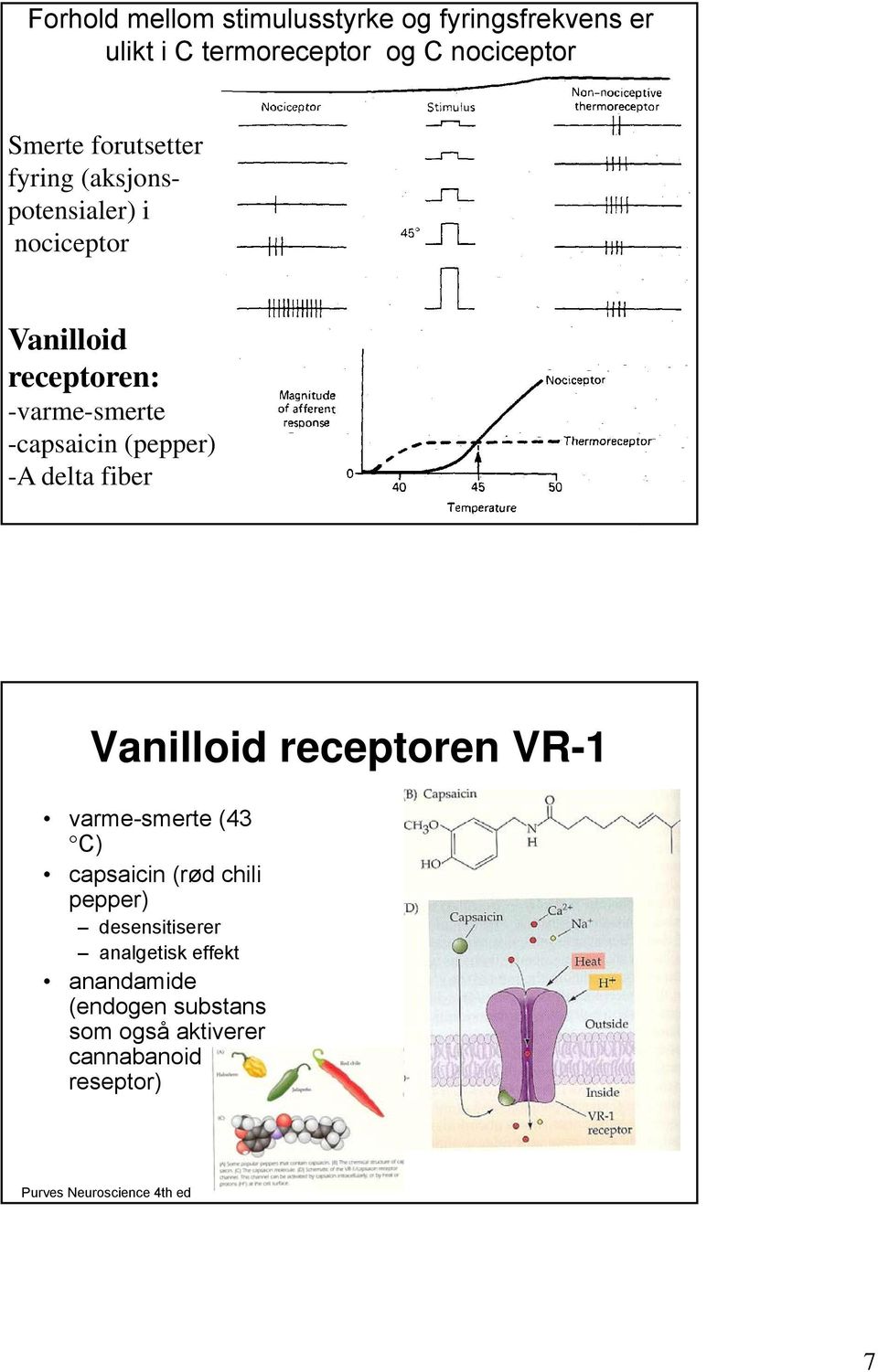 (pepper) -A delta fiber Vanilloid receptoren VR-1 varme-smerte (43 C) capsaicin (rød chili pepper)