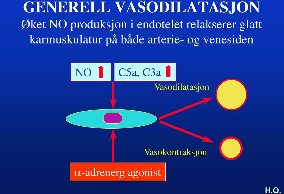 både arterie- og venesiden ΝΟ C5a, C3a