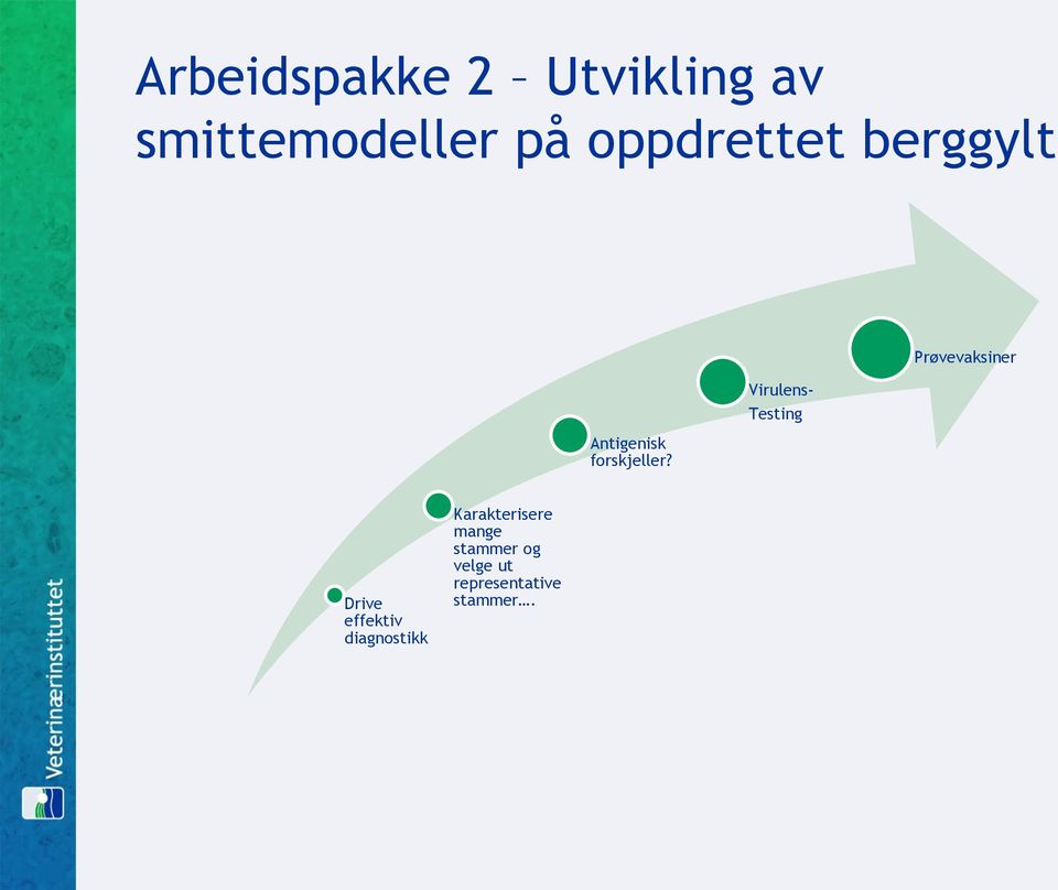 Virulens- Testing Prøvevaksiner Drive effektiv