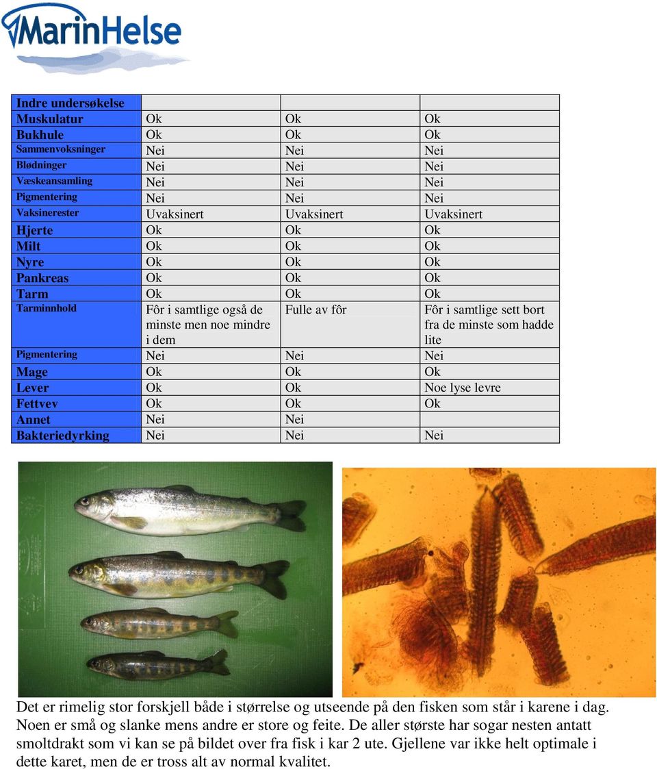 minste som hadde lite Pigmentering Nei Nei Nei Mage Ok Ok Ok Lever Ok Ok Noe lyse levre Fettvev Ok Ok Ok Annet Nei Nei Bakteriedyrking Nei Nei Nei Det er rimelig stor forskjell både i størrelse og