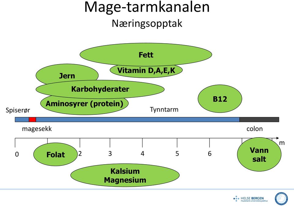 Aminosyrer (protein) Tynntarm B12 magesekk
