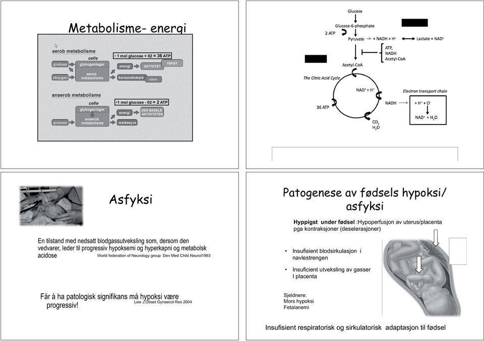 metabolsk acidose World federation of Neurology group Dev Med Child Neurol1993 Insufisient blodsirkulasjon i navlestrengen Insuficient utveksling av gasser I placenta Får