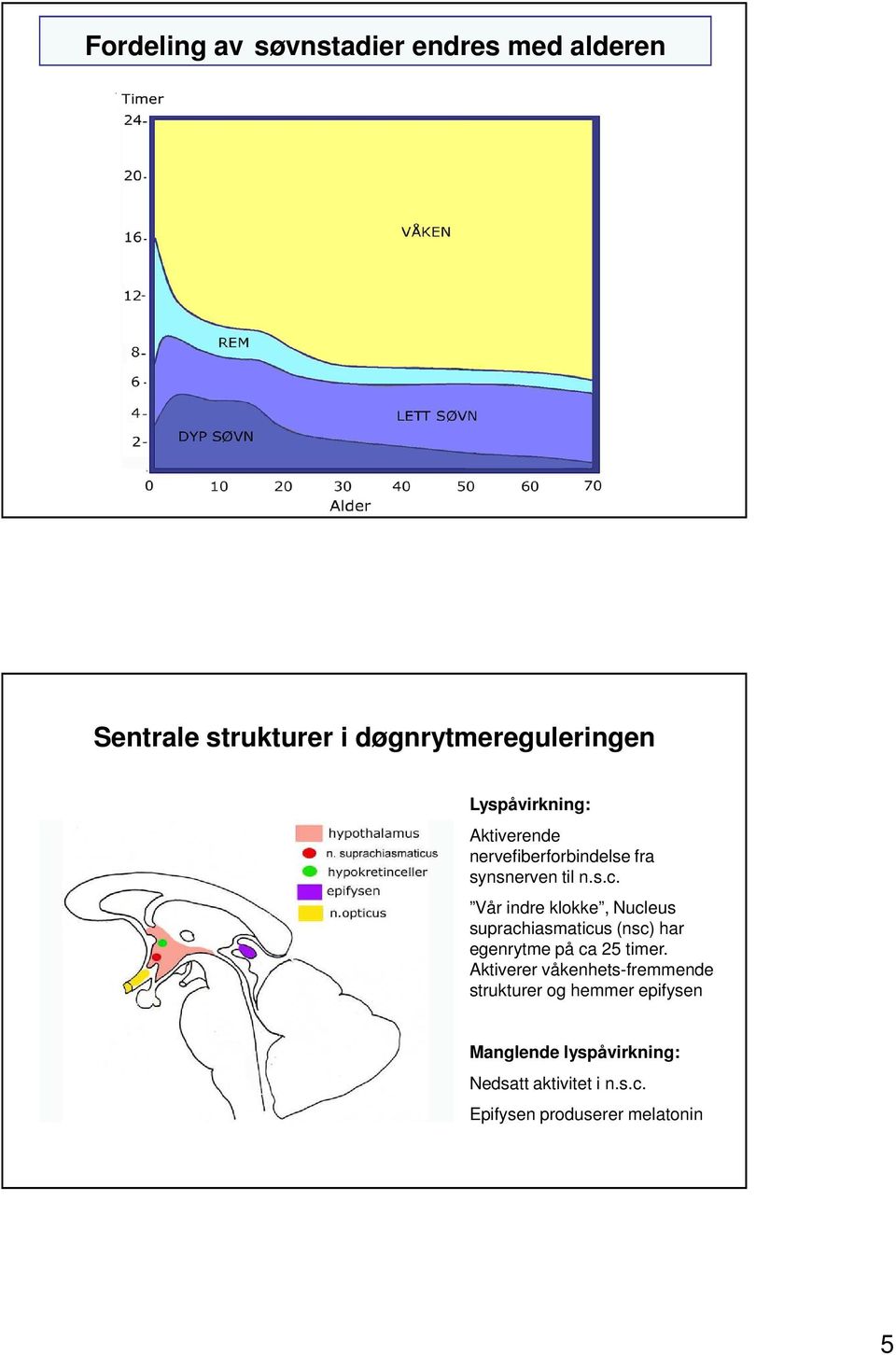 Vår indre klokke, Nucleus suprachiasmaticus (nsc) har egenrytme på ca 25 timer.