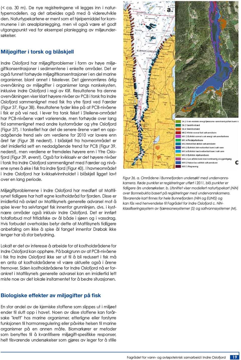 Miljøgifter i torsk og blåskjell Indre Oslofjord har miljøgiftproblemer i form av høye miljøgiftkonsentrasjoner i sedimentene i enkelte områder.