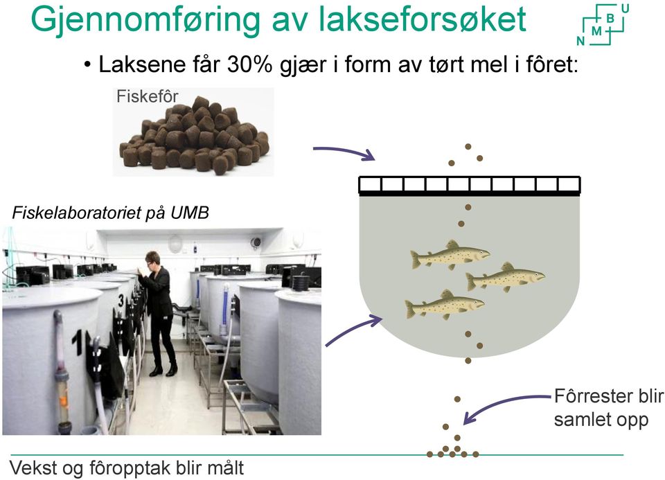 Fiskefôr Fiskelaboratoriet på UMB Vekst