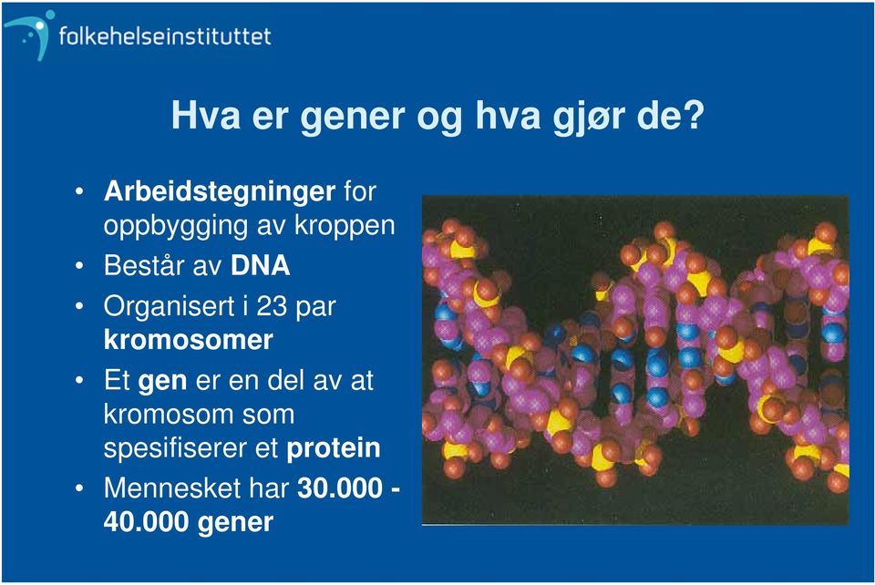 DNA Organisert i 23 par kromosomer Et gen er en del