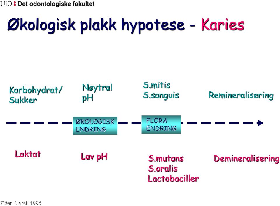 sanguis Remineralisering ØKOLOGISK ENDRING FLORA