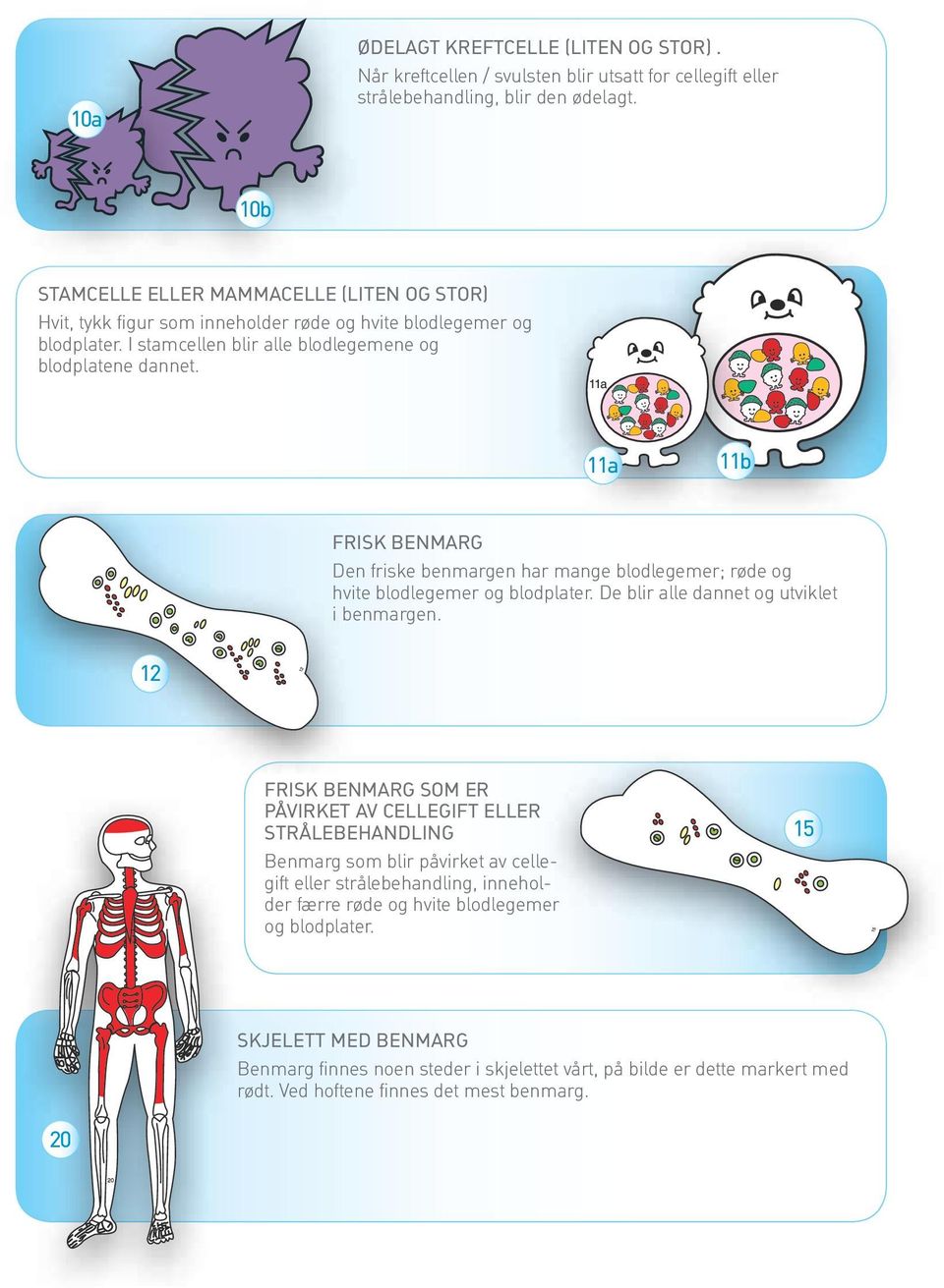 11a 11b Frisk benmarg Den friske benmargen har mange blodlegemer; røde og hvite blodlegemer og blodplater. De blir alle dannet og utviklet i benmargen.