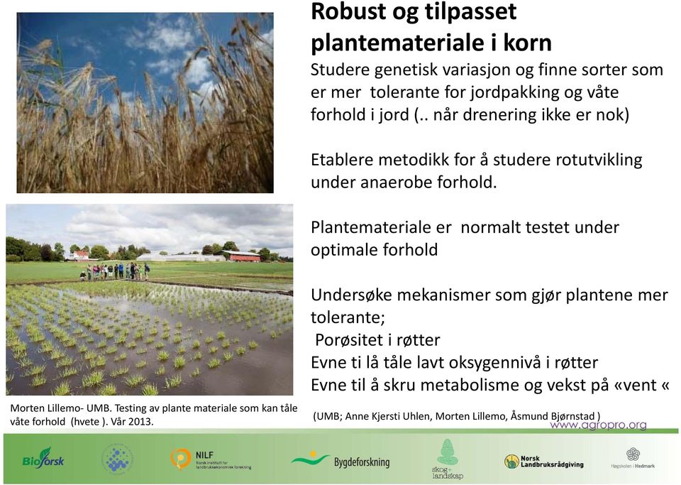 Plantemateriale er normalt testet under optimale forhold Morten Lillemo UMB. Testing av plante materiale som kan tåle våte forhold (hvete ). Vår 2013.
