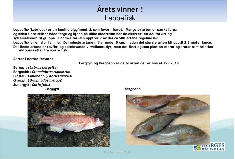 I norske farvatn opptrer 7 av dei ca 500 artane regelmessig. Leppefisk er en stor familie. Dei minste artane målar under 5 cm, medan dei største arten bli opptil 2,3 meter lange.