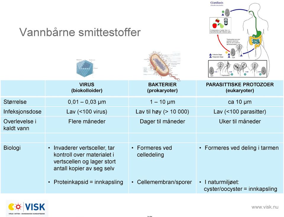 til måneder Biologi Invaderer vertsceller, tar kontroll over materialet i vertscellen og lager stort antall kopier av seg selv Formeres ved