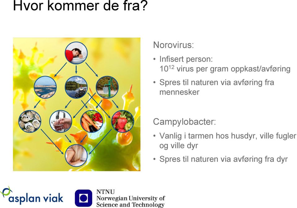 oppkast/avføring Spres til naturen via avføring fra