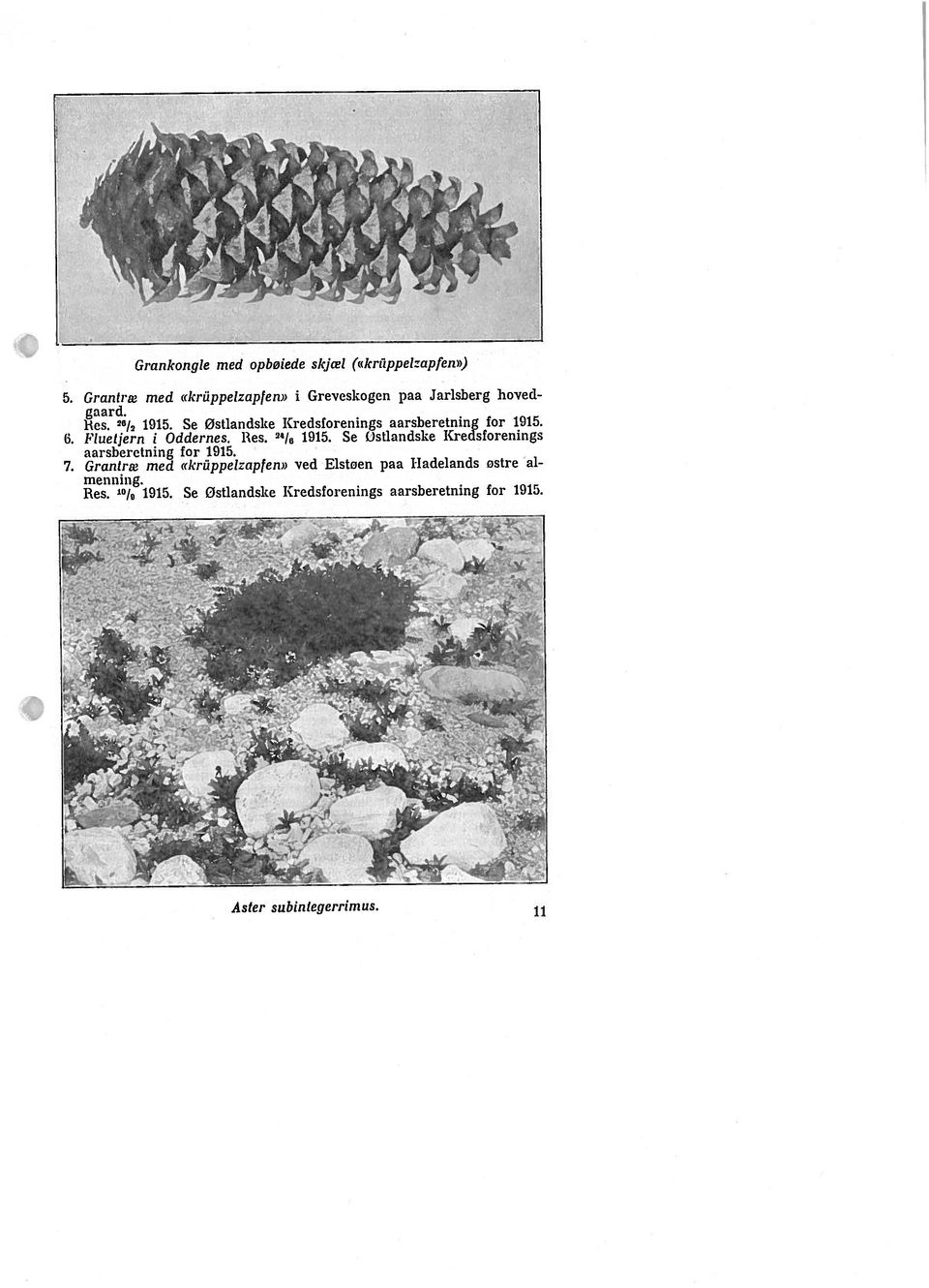 Se Ostlandske Krecisforenings 7. Granlræ med «ki Sppelzapfen» ved Elstoen paa 1-ladelands ostre ni Res. 1915.