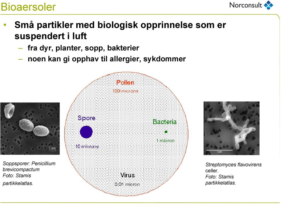 allergier, sykdommer Soppsporer: Penicillium brevicompactum Foto: