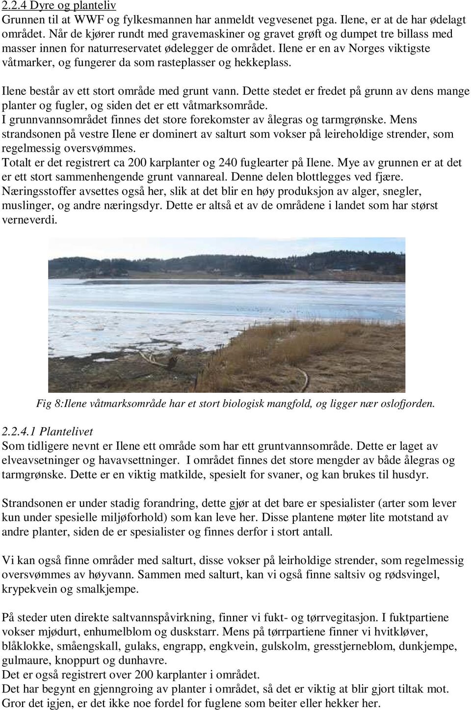 Ilene er en av Norges viktigste våtmarker, og fungerer da som rasteplasser og hekkeplass. Ilene består av ett stort område med grunt vann.