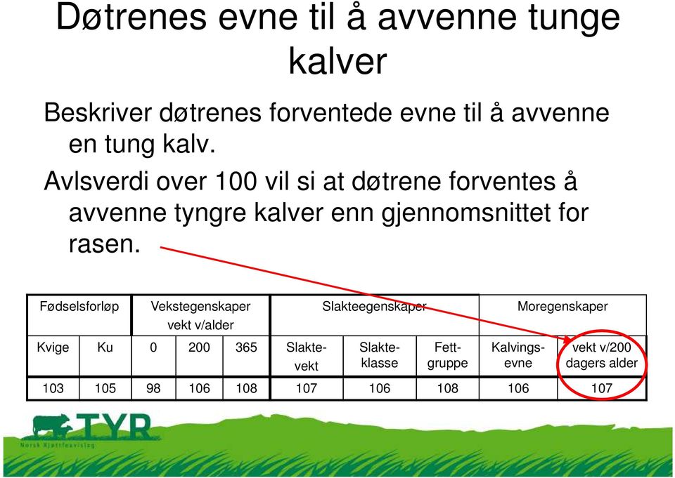 kalv. Avlsverdi over 100 vil si at døtrene