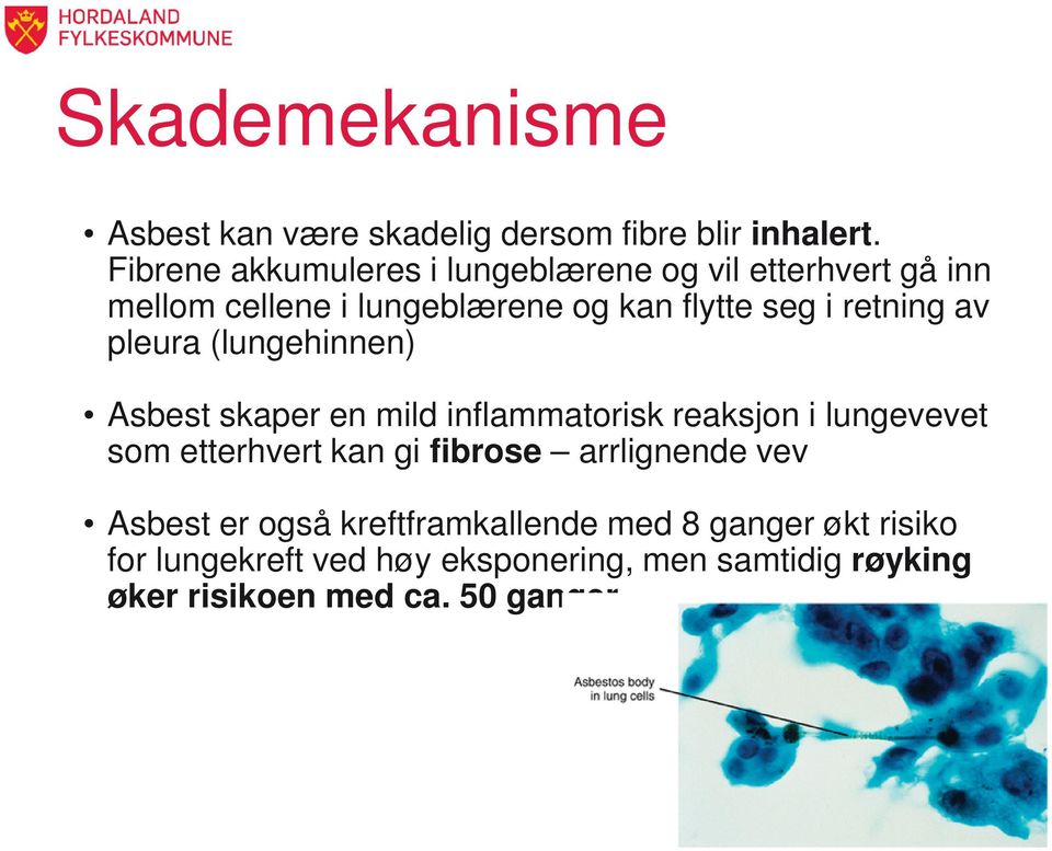 retning av pleura (lungehinnen) Asbest skaper en mild inflammatorisk reaksjon i lungevevet som etterhvert kan gi