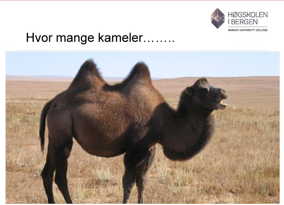 kameler.