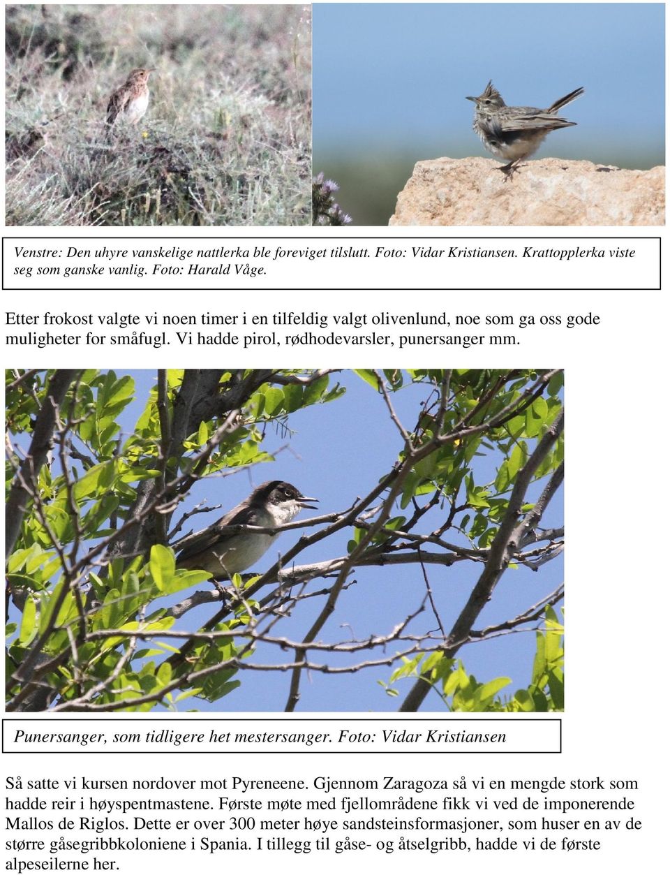 Punersanger, som tidligere het mestersanger. Foto: Vidar Kristiansen Så satte vi kursen nordover mot Pyreneene. Gjennom Zaragoza så vi en mengde stork som hadde reir i høyspentmastene.