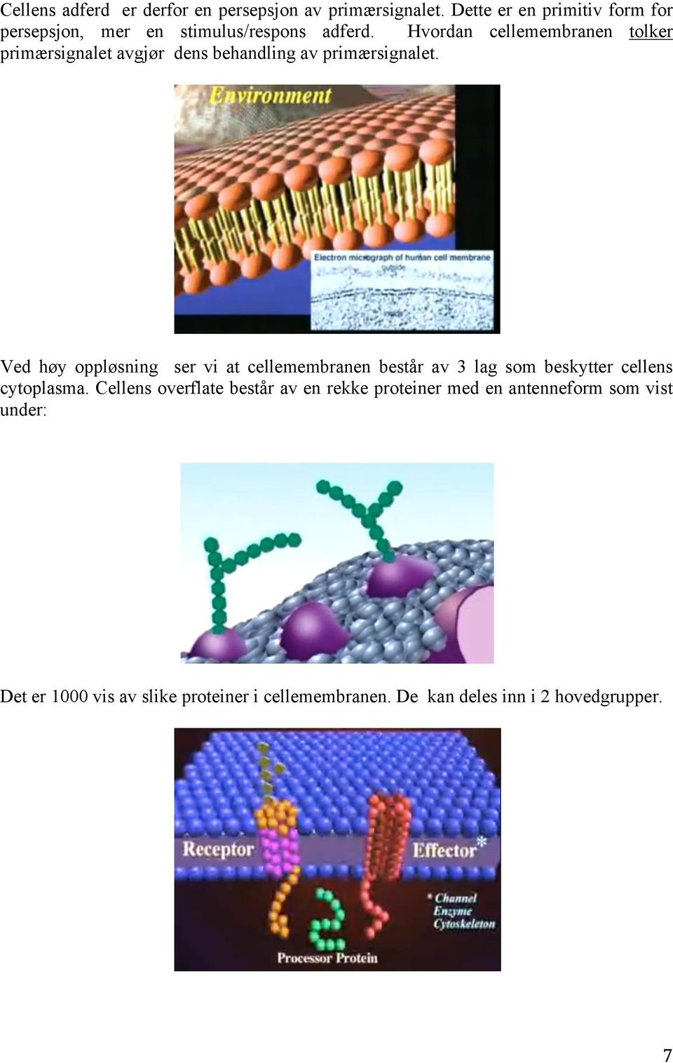 Hvordan cellemembranen tolker primærsignalet avgjør dens behandling av primærsignalet.