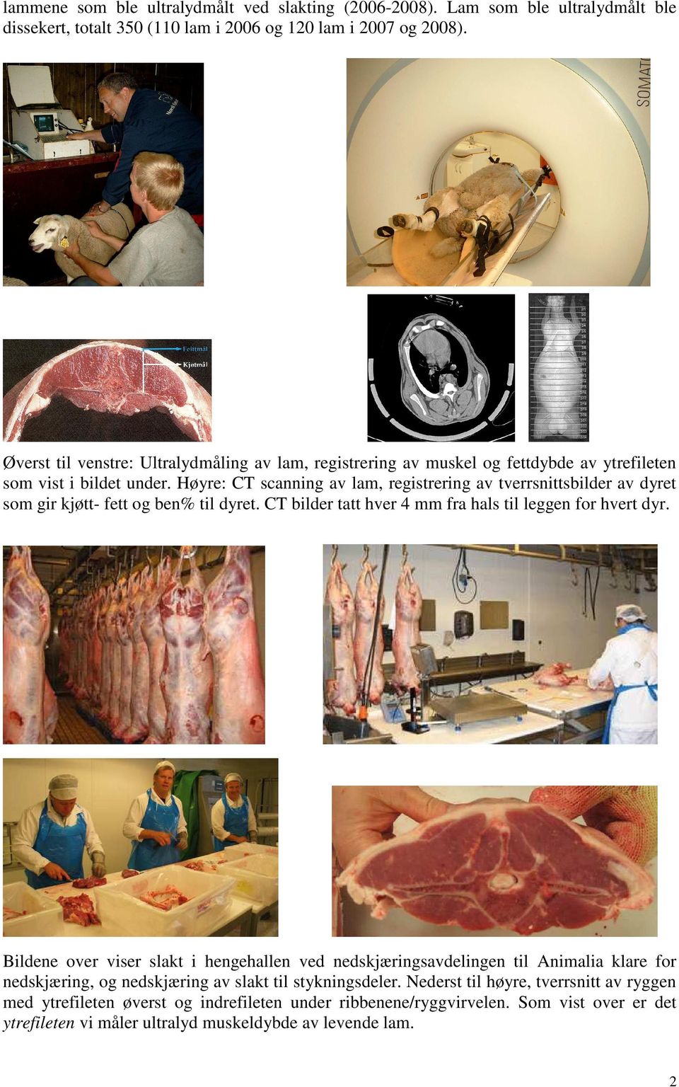 Høyre: CT scanning av lam, registrering av tverrsnittsbilder av dyret som gir kjøtt- fett og ben% til dyret. CT bilder tatt hver 4 mm fra hals til leggen for hvert dyr.