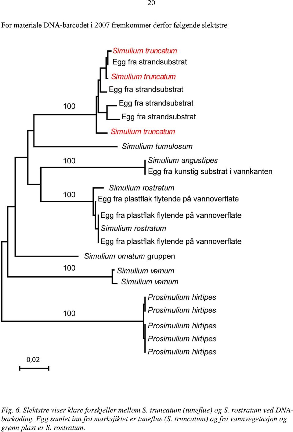 truncatum (tuneflue) og S. rostratum ved DNAbarkoding.