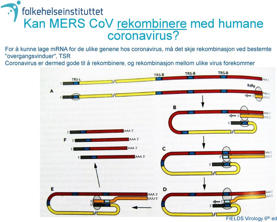 rekombinasjon ved bestemte "overgangsvinduer", TSR Coronavirus er