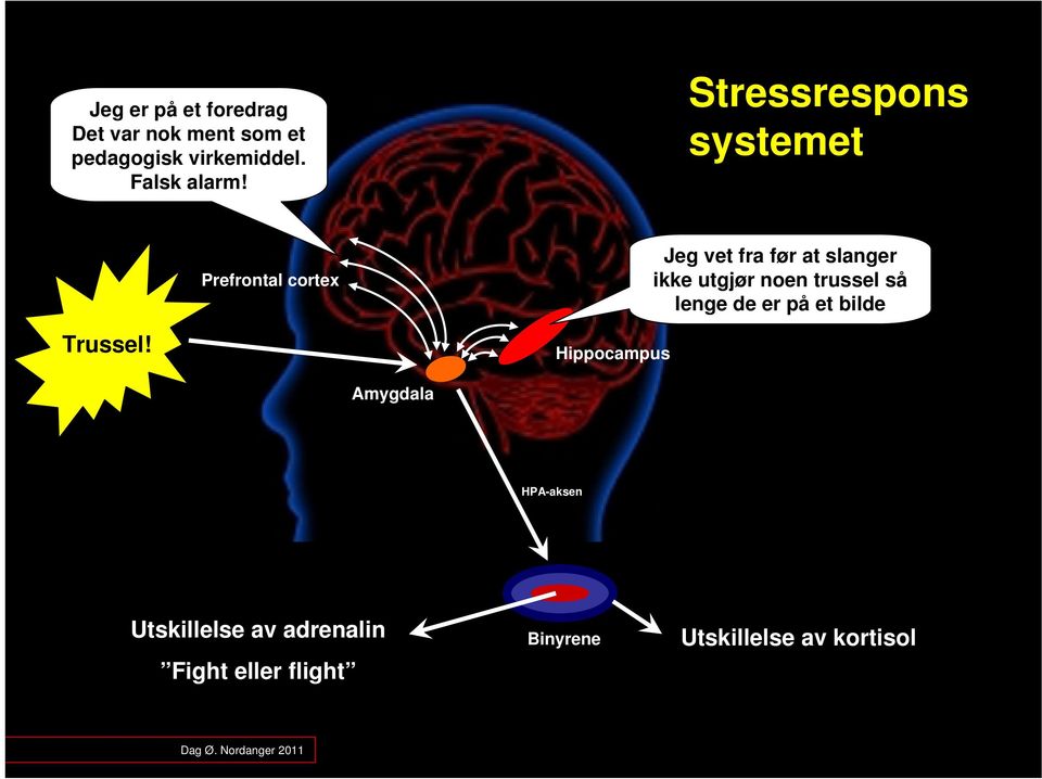 Prefrontal cortex Hippocampus Jeg vet fra før at slanger ikke utgjør noen trussel så lenge