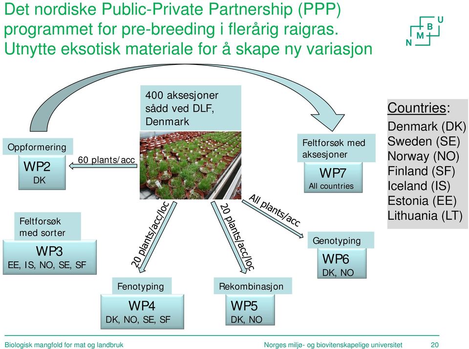 WP4 DK, NO, SE, SF 400 aksesjoner sådd ved DLF, Denmark Rekombinasjon WP5 DK, NO Feltforsøk med aksesjoner WP7 All countries Genotyping WP6 DK,