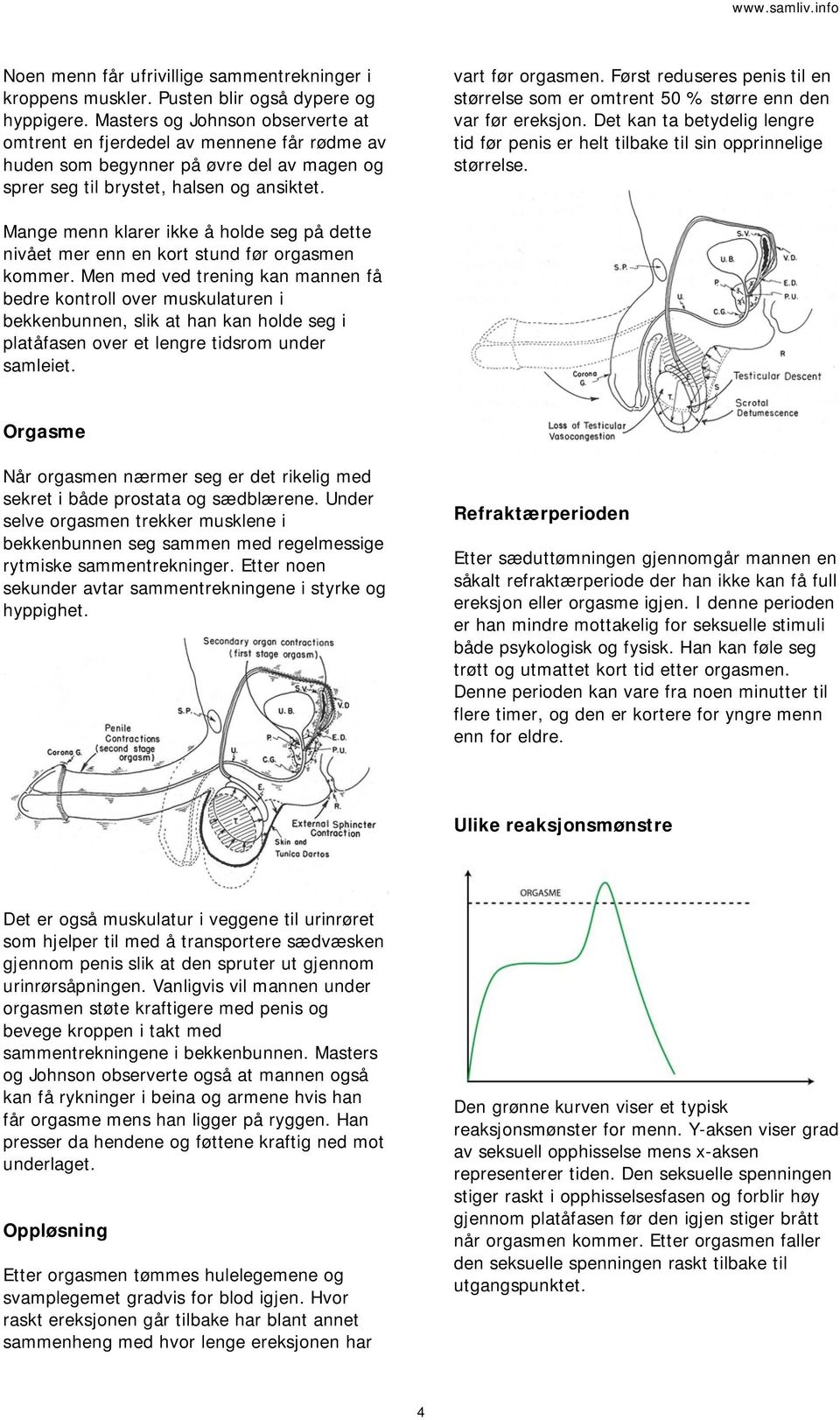 Først reduseres penis til en størrelse som er omtrent 50 % større enn den var før ereksjon. Det kan ta betydelig lengre tid før penis er helt tilbake til sin opprinnelige størrelse.