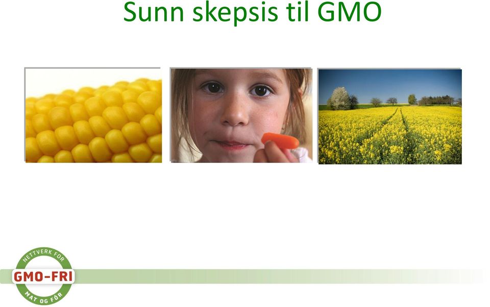 til GMO