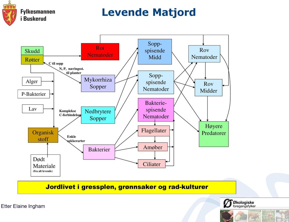 til planter Mykorrhiza Sopper Nedbrytere Sopper Bakterier Soppspisende Midd Soppspisende Nematoder