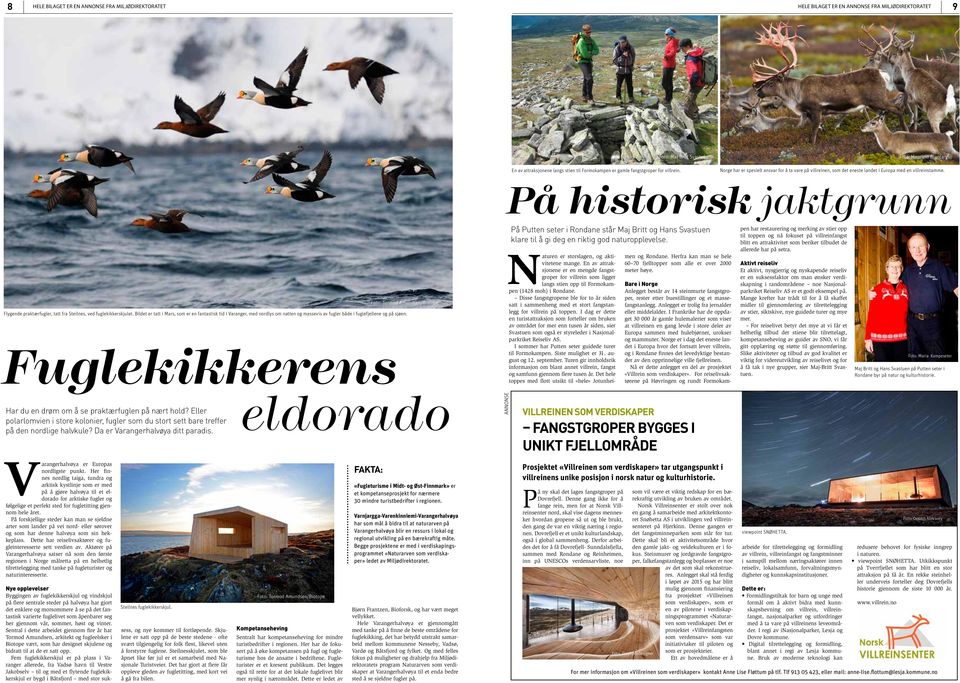 På historisk jaktgrunn Fuglekikkerens Foto: Tormod Amundsen/Biotope Flygende praktærfugler, tatt fra Steilnes, ved fuglekikkerskjulet.