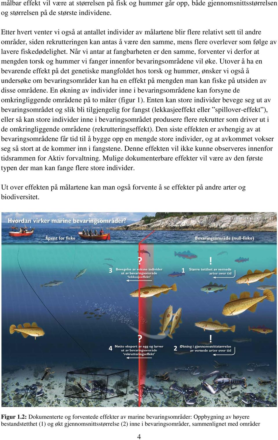 fiskedødelighet. Når vi antar at fangbarheten er den samme, forventer vi derfor at mengden torsk og hummer vi fanger innenfor bevaringsområdene vil øke.