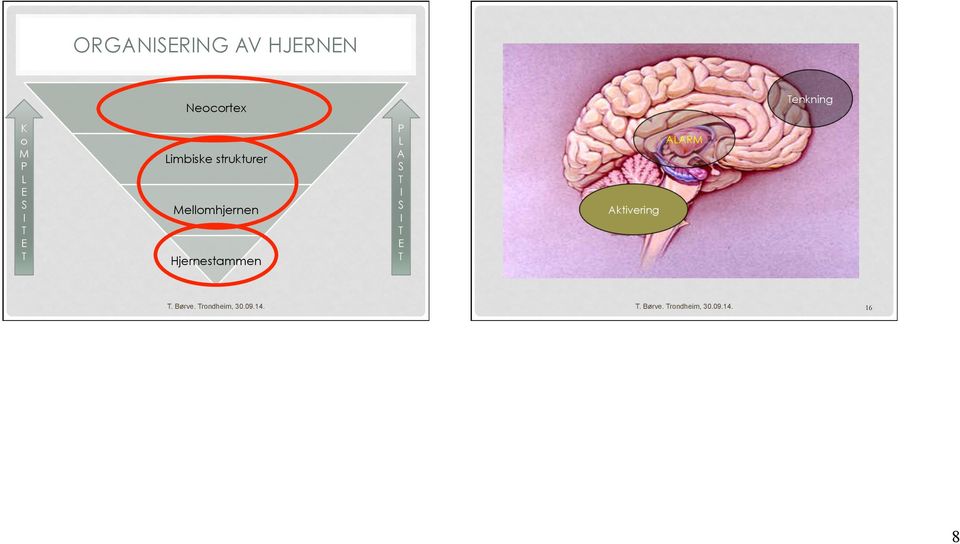 Limbiske strukturer Mellomhjernen