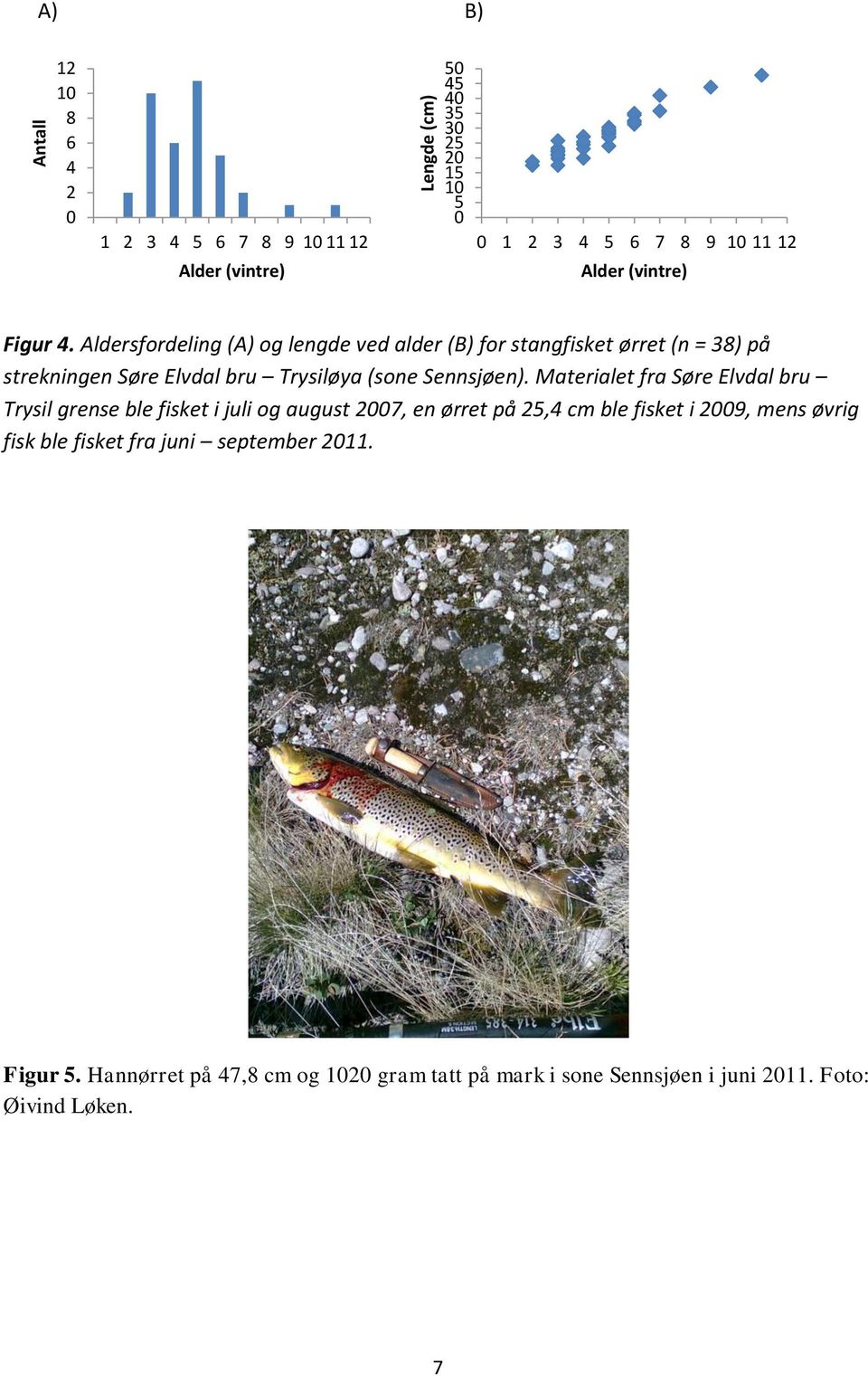 Aldersfordeling (A) og lengde ved alder (B) for stangfisket ørret (n = 38) på strekningen Søre Elvdal bru Trysiløya (sone Sennsjøen).