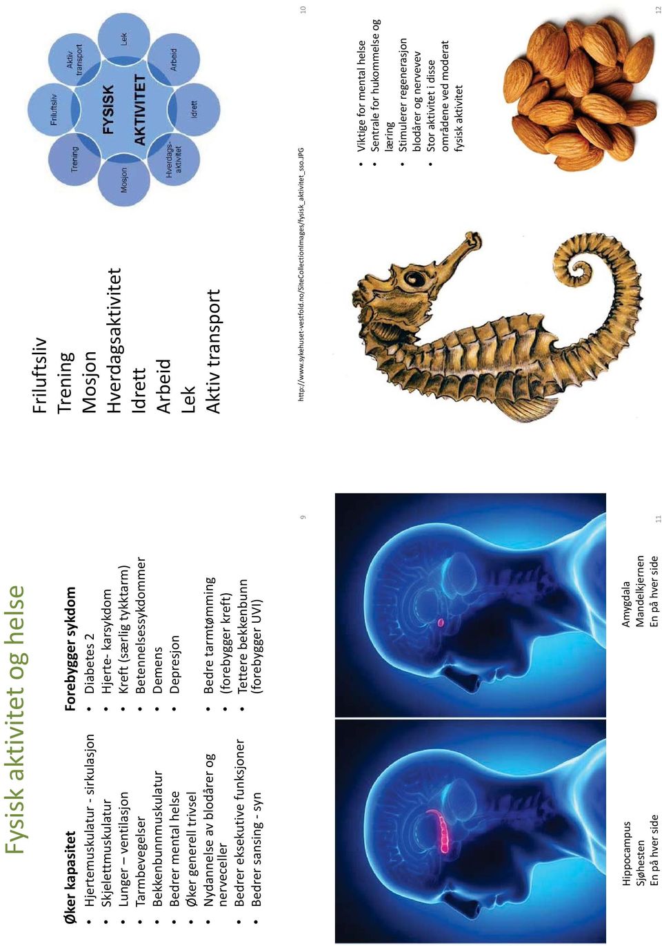 tarmtømming (forebygger kreft) Tettere bekkenbunn (forebygger UVI) Hippocampus Sjøhesten En på hver side Amygdala Mandelkjernen En på hver side 11 Friluftsliv Trening Mosjon Hverdagsaktivitet Idrett
