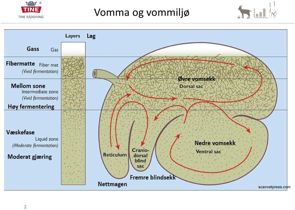 Vomma 2