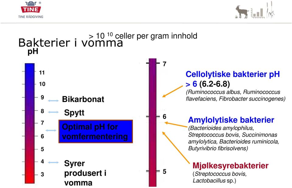 8) (Ruminococcus albus, Ruminococcus flavefaciens, Fibrobacter succinogenes) Amylolytiske bakterier (Bacterioides