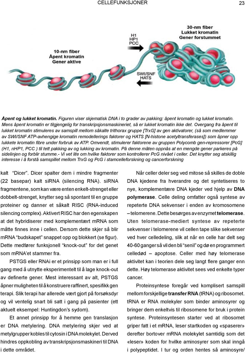Overgang fra åpent til lukket kromatin stimuleres av samspill mellom såkalte trithorax gruppe [TrxG] av gen aktivatorer, (så som medlemmer av SWI/SNF ATP-avhengige kromatin remodellerings faktorer og