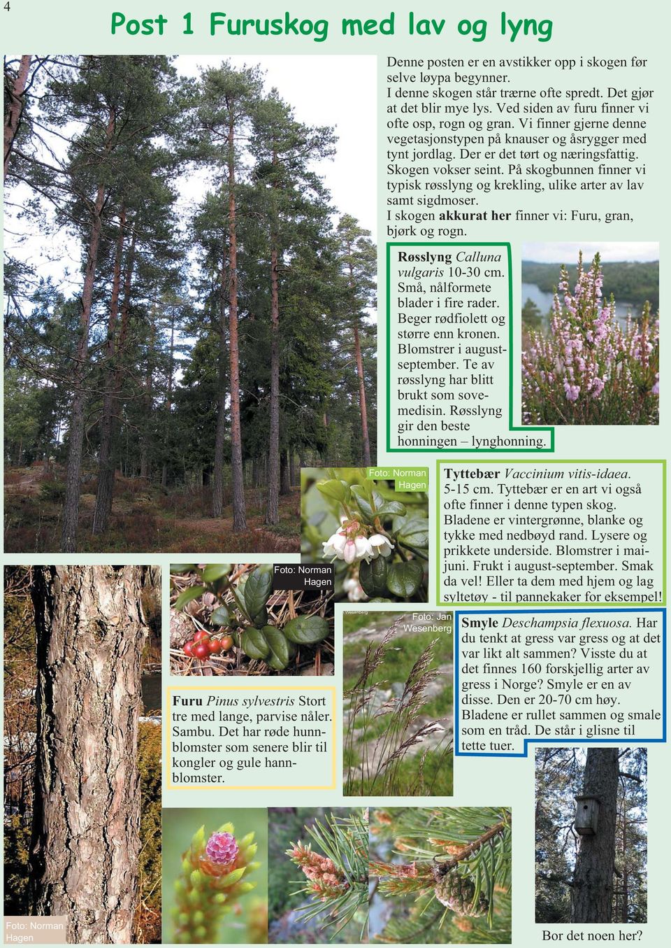 På skogbunnen finner vi typisk røsslyng og krekling, ulike arter av lav samt sigdmoser. I skogen akkurat her finner vi: Furu, gran, bjørk og rogn. Røsslyng Calluna vulgaris 10-30 cm.