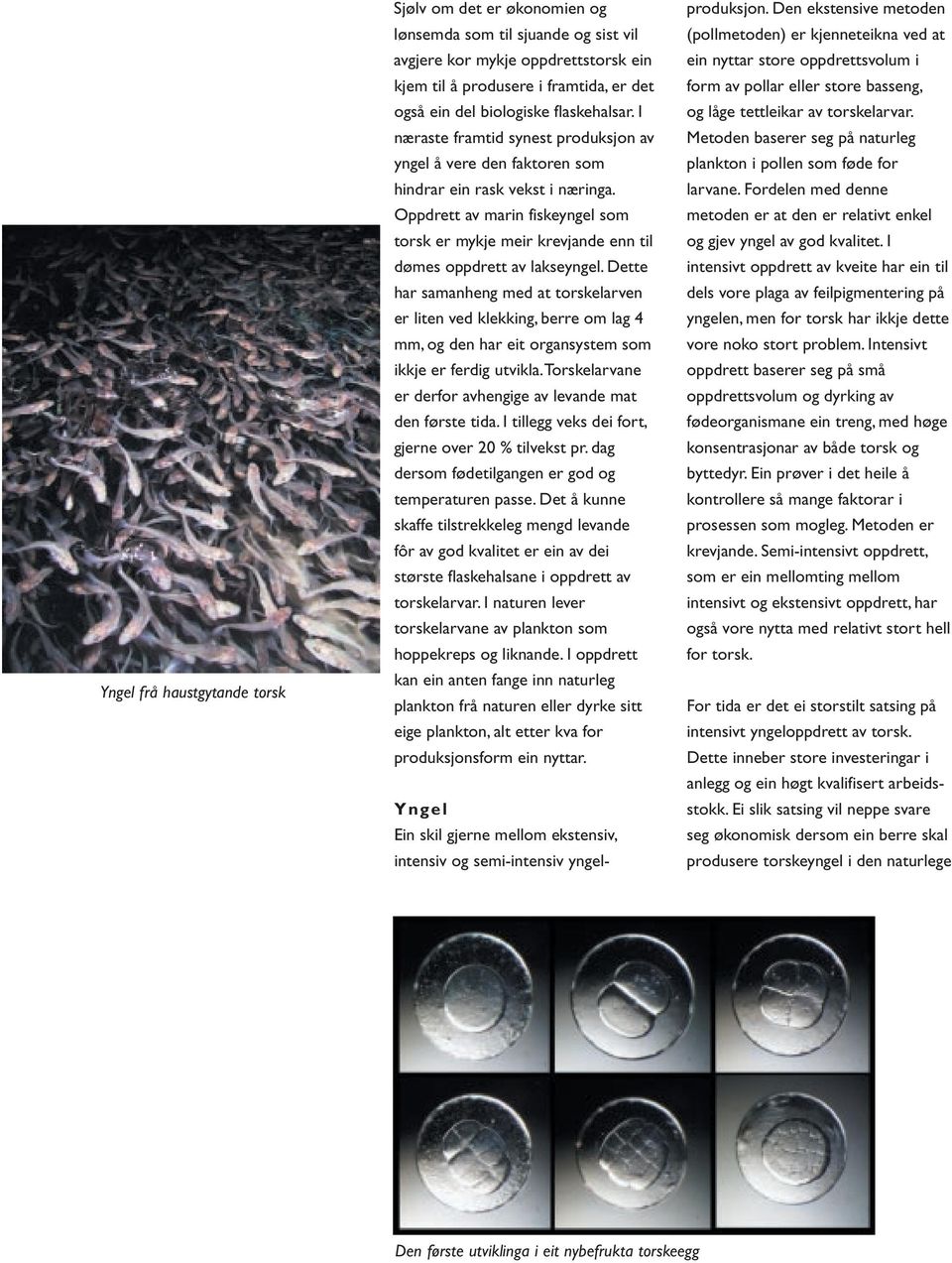 Oppdrett av marin fiskeyngel som torsk er mykje meir krevjande enn til dømes oppdrett av lakseyngel.