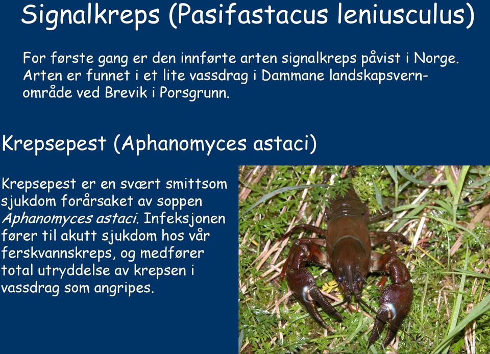 Krepsepest (Aphanomyces astaci) Krepsepest er en svært smittsom sjukdom forårsaket av soppen Aphanomyces