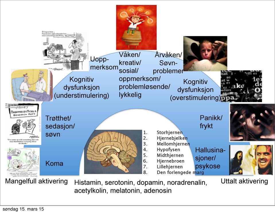 Hjernebjelken 3. Mellomhjernen 4. Hypofysen 5. Midthjernen 6. Hjernebroen 7. Lillehjernen 8.
