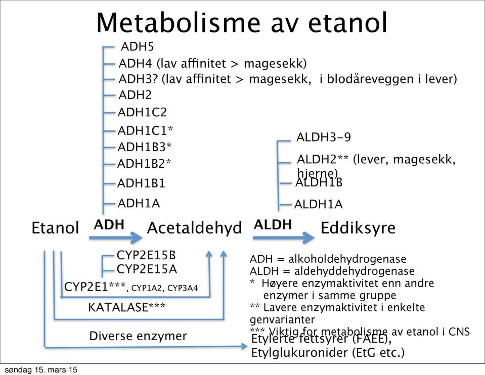 ALDH1B ALDH1A Etanol ADH Acetaldehyd ALDH Eddiksyre CYP2E15B CYP2E15A CYP2E1***, CYP1A2, CYP3A4 KATALASE*** Diverse enzymer ADH =