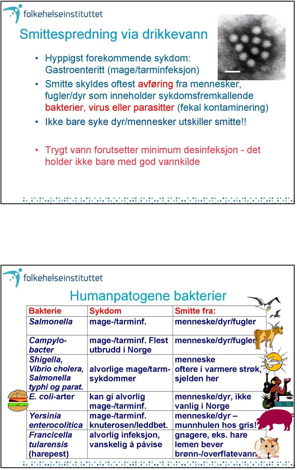 ! Trygt vann forutsetter minimum desinfeksjon - det holder ikke bare med god vannkilde Humanpatogene bakterier Bakterie Sykdom Smitte fra: Salmonella mage-/tarminf.