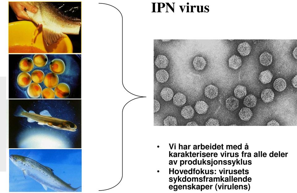 produksjonssyklus Hovedfokus: