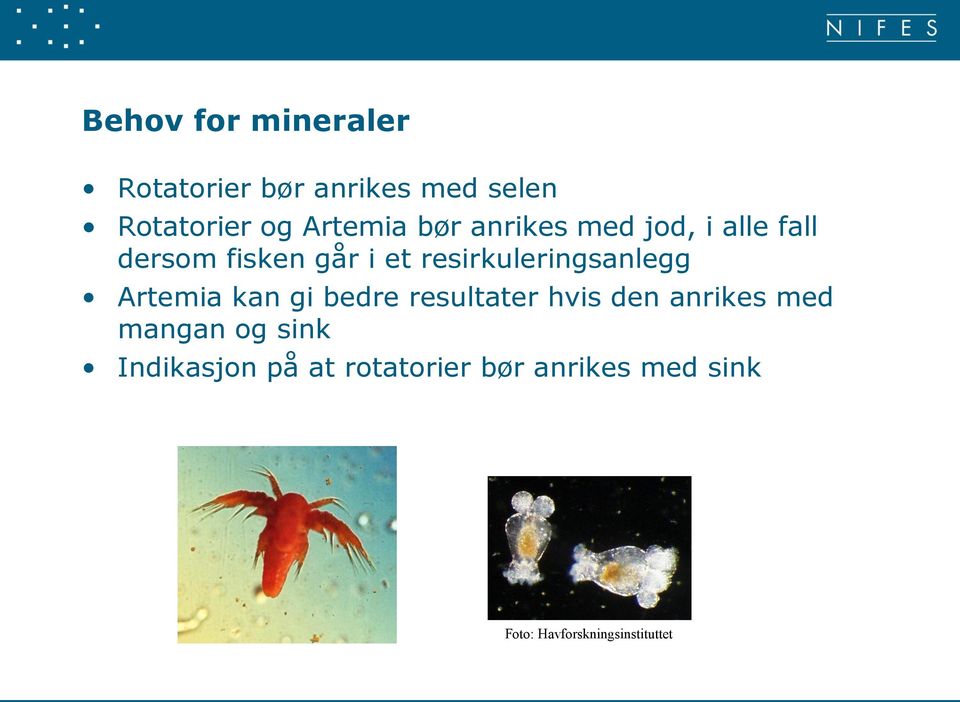 resirkuleringsanlegg Artemia kan gi bedre resultater hvis den anrikes med